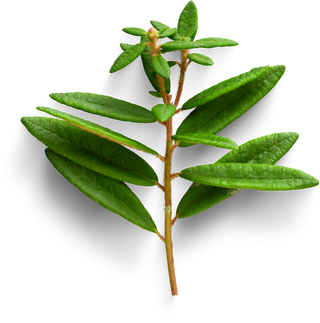 Premium isolated images & templates